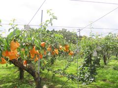 IMG_6017